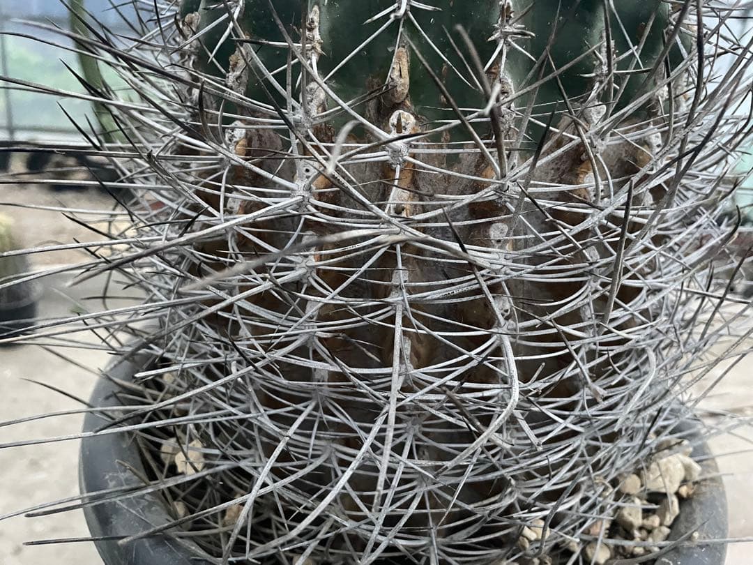 サボテン 白鳥丸 フェロカクタス 古株 超巨大株