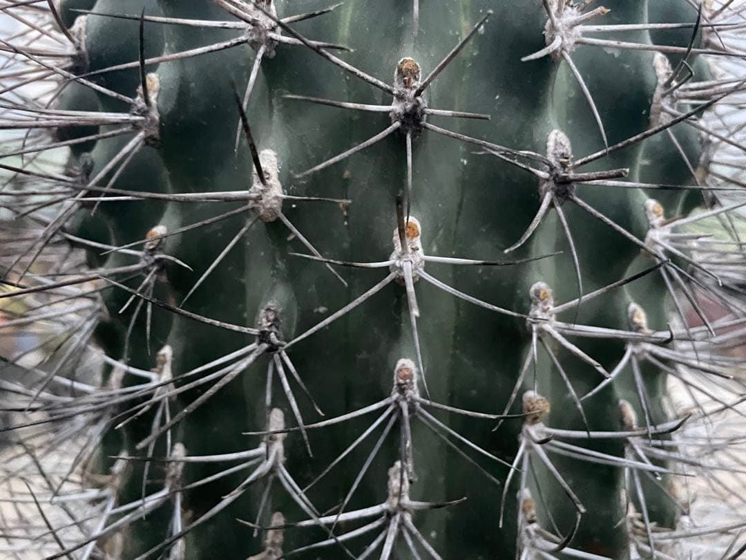 サボテン 白鳥丸 フェロカクタス 古株 超巨大株