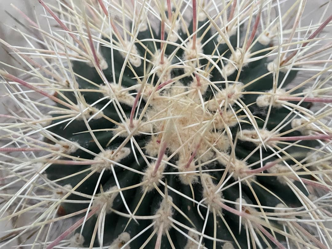 サボテン 白鳥丸 フェロカクタス 古株 超巨大株