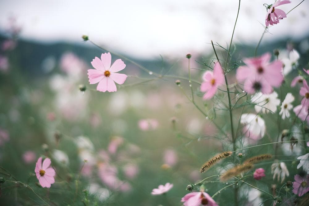 中古 ライカMマウントレンズ 50mm F1.1 LEICA Mマウント