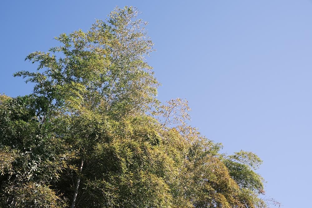 中古 ライカMマウントレンズ 50mm F1.1 LEICA Mマウント