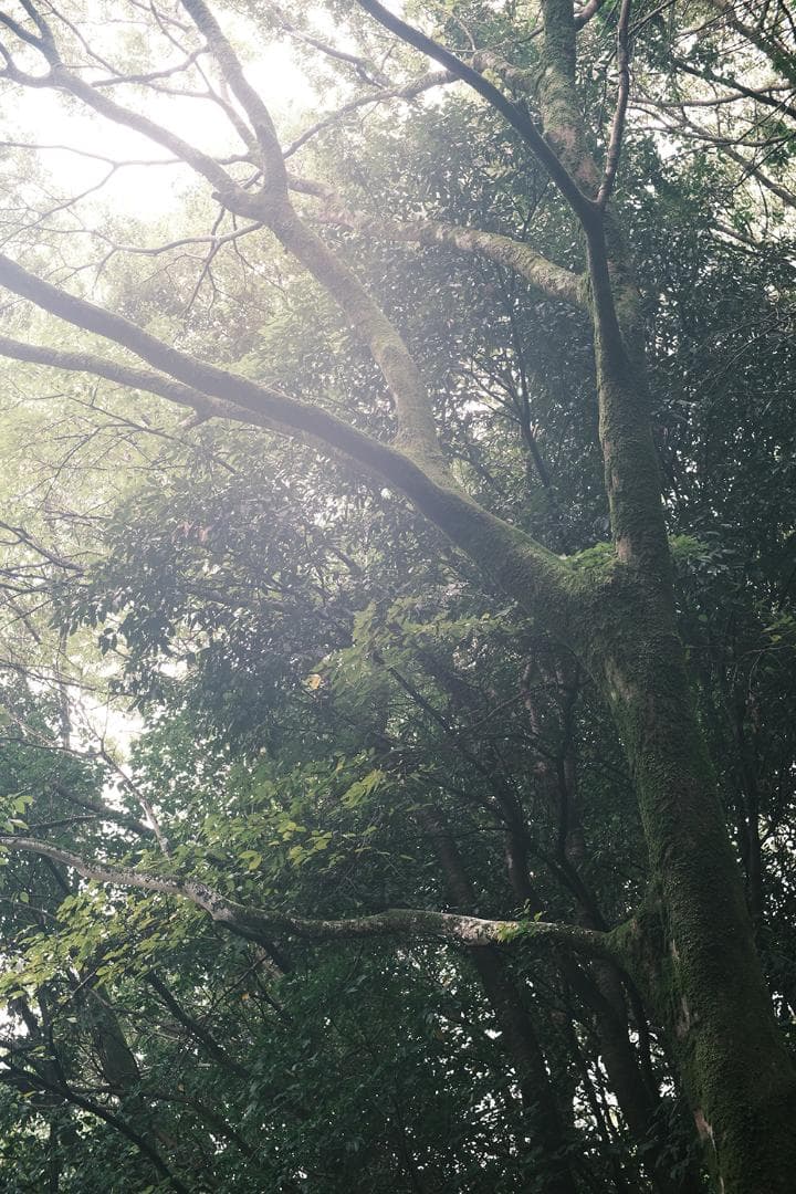 中古 ライカMマウントレンズ 50mm F1.1 LEICA Mマウント