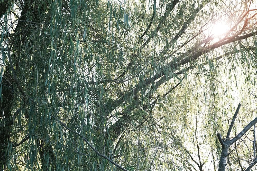 中古 ライカMマウントレンズ 50mm F1.1 LEICA Mマウント