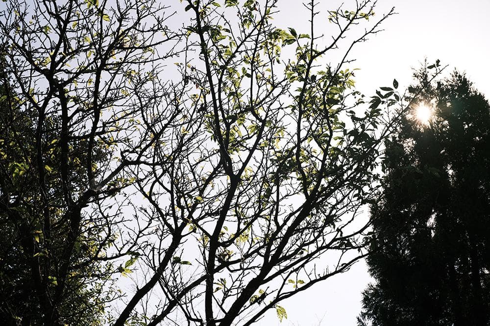 中古 ライカMマウントレンズ 50mm F1.1 LEICA Mマウント