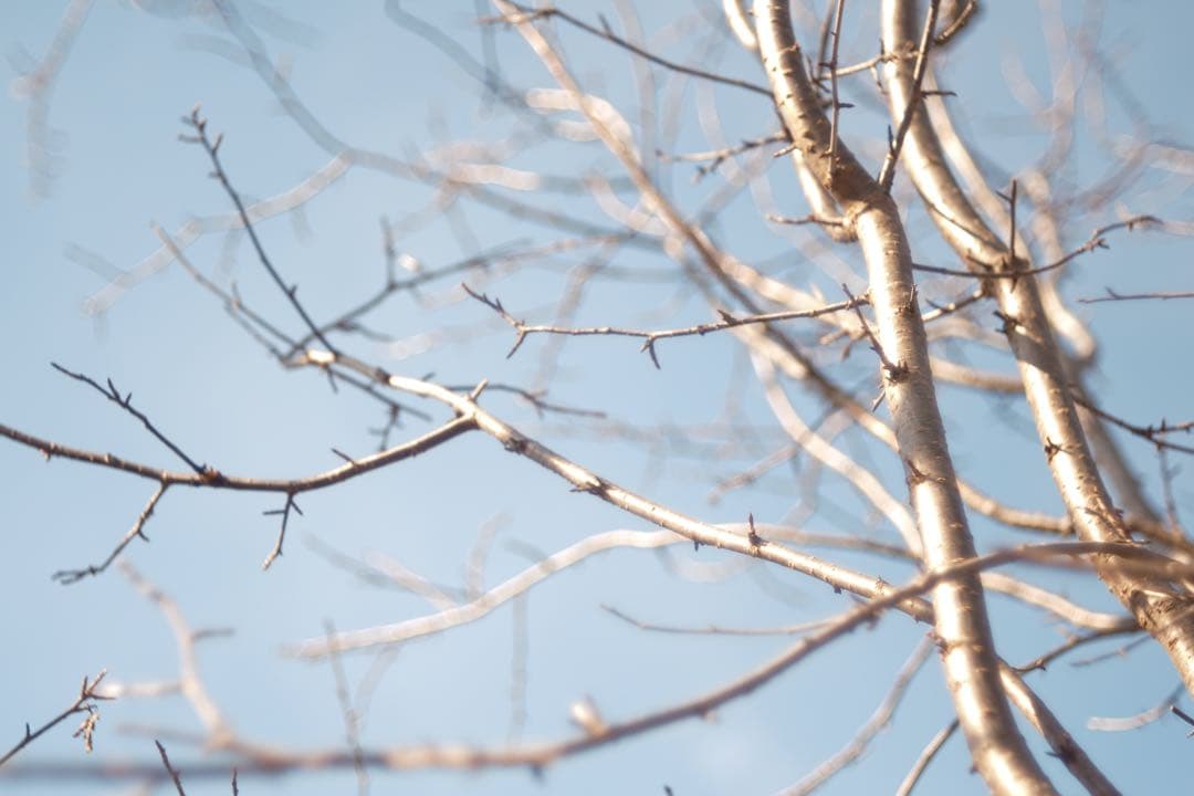 週末SALE★FXアダプター付美品★X-Fujinon55mm f2.2★作例有