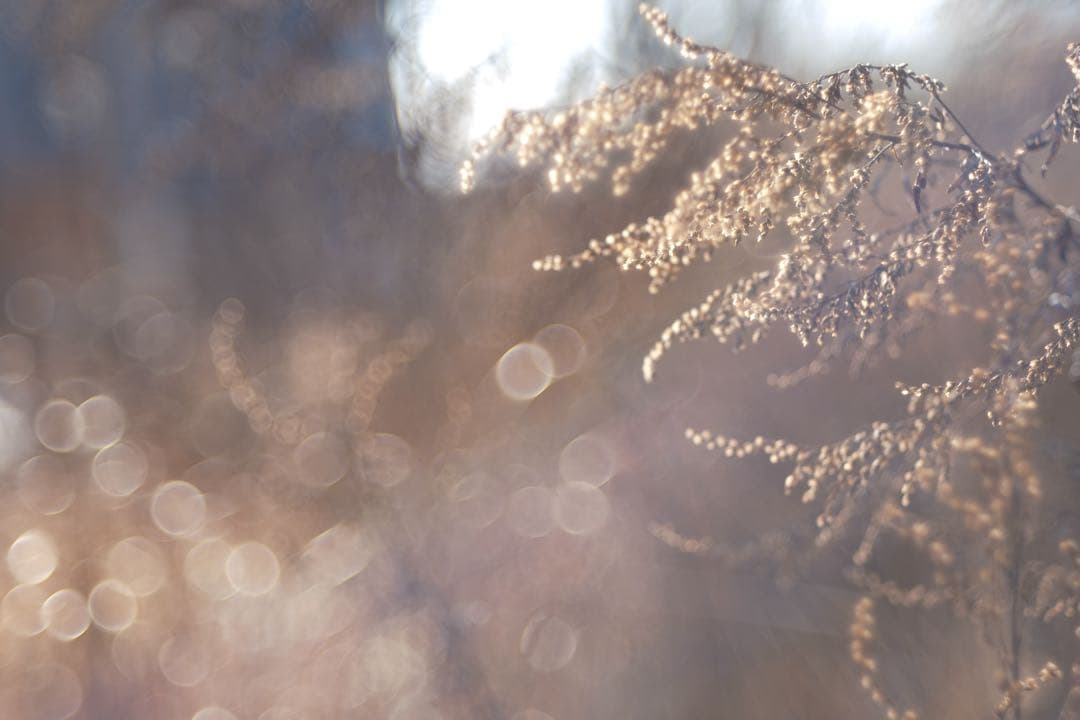 週末SALE★FXアダプター付美品★X-Fujinon55mm f2.2★作例有