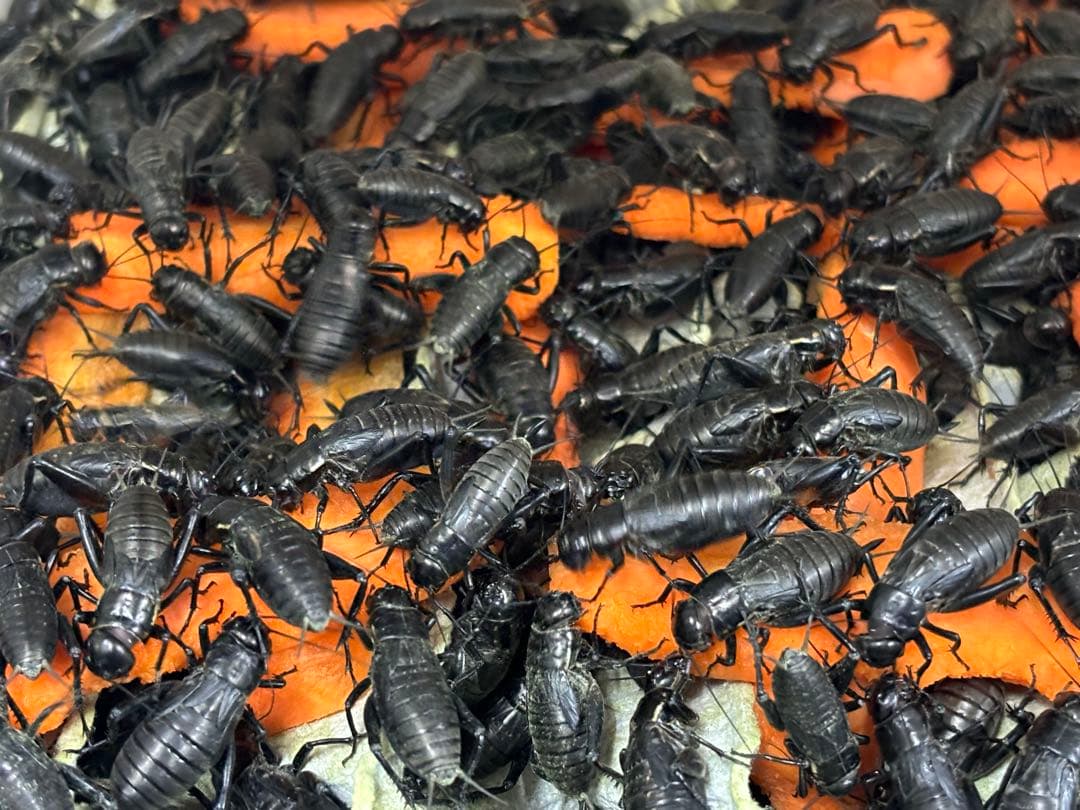 冷凍クロコL 約1000匹1kg 冷凍コオロギ