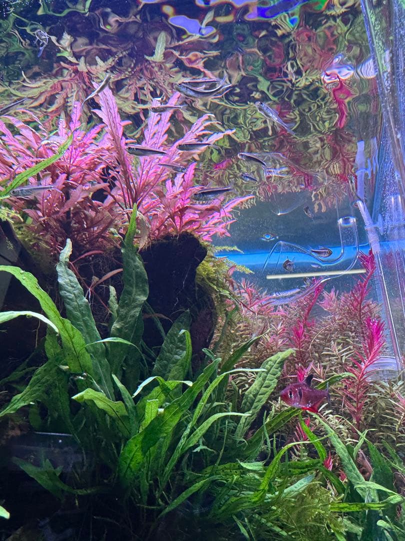 WEEK AQUA A430 TH RGB ブラック　Yamatoさん専用