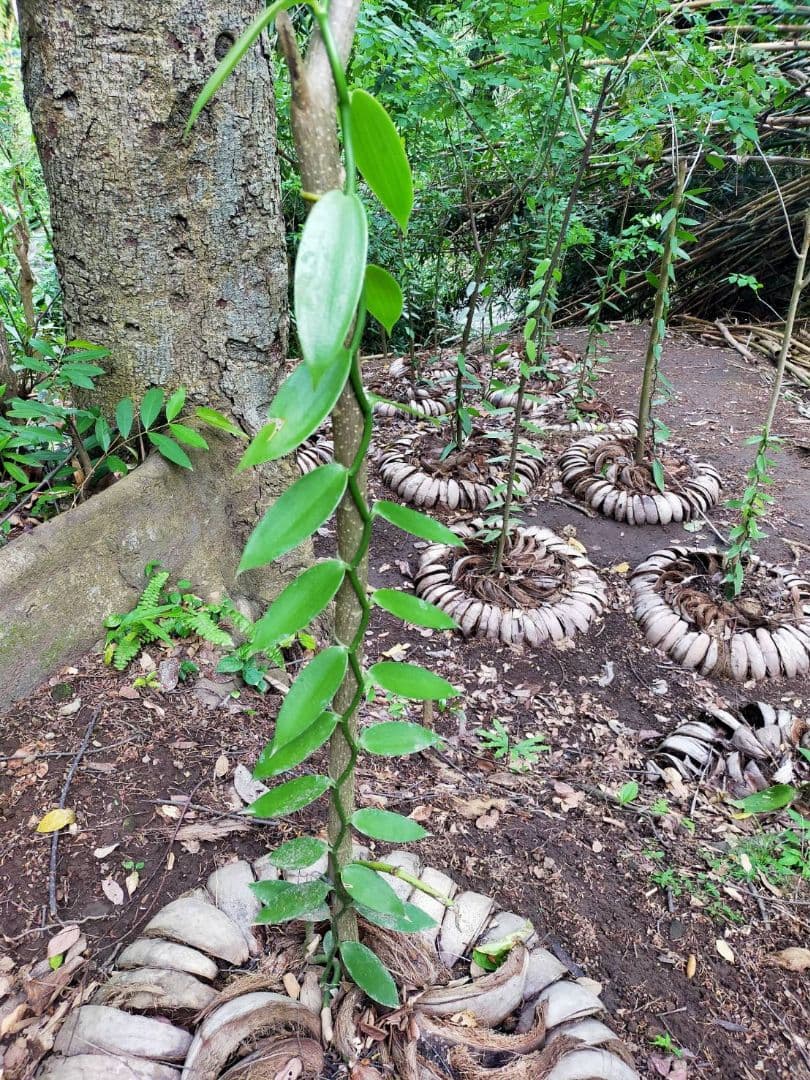 御礼【7個セット】特別販売　バニラペースト100gブルボン種　楓や