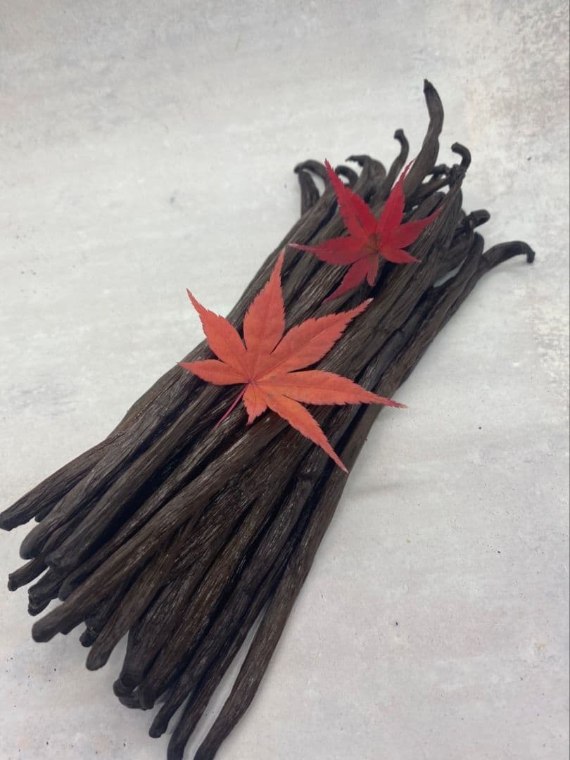 御礼【7個セット】特別販売　バニラペースト100gブルボン種　楓や