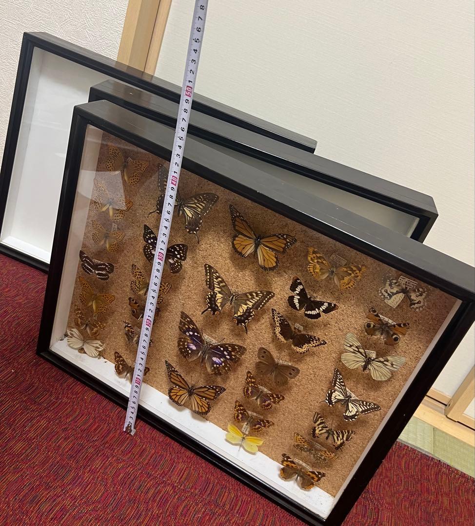 ドイツ空箱2点と蝶標本1点3セット 黒50x42x6cm蝶か30匹現状品のみ