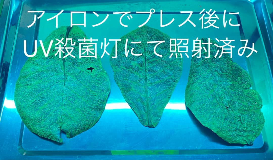 沖縄県やんばる産マジックリーフ 1kg UV殺菌灯照射済み⑤