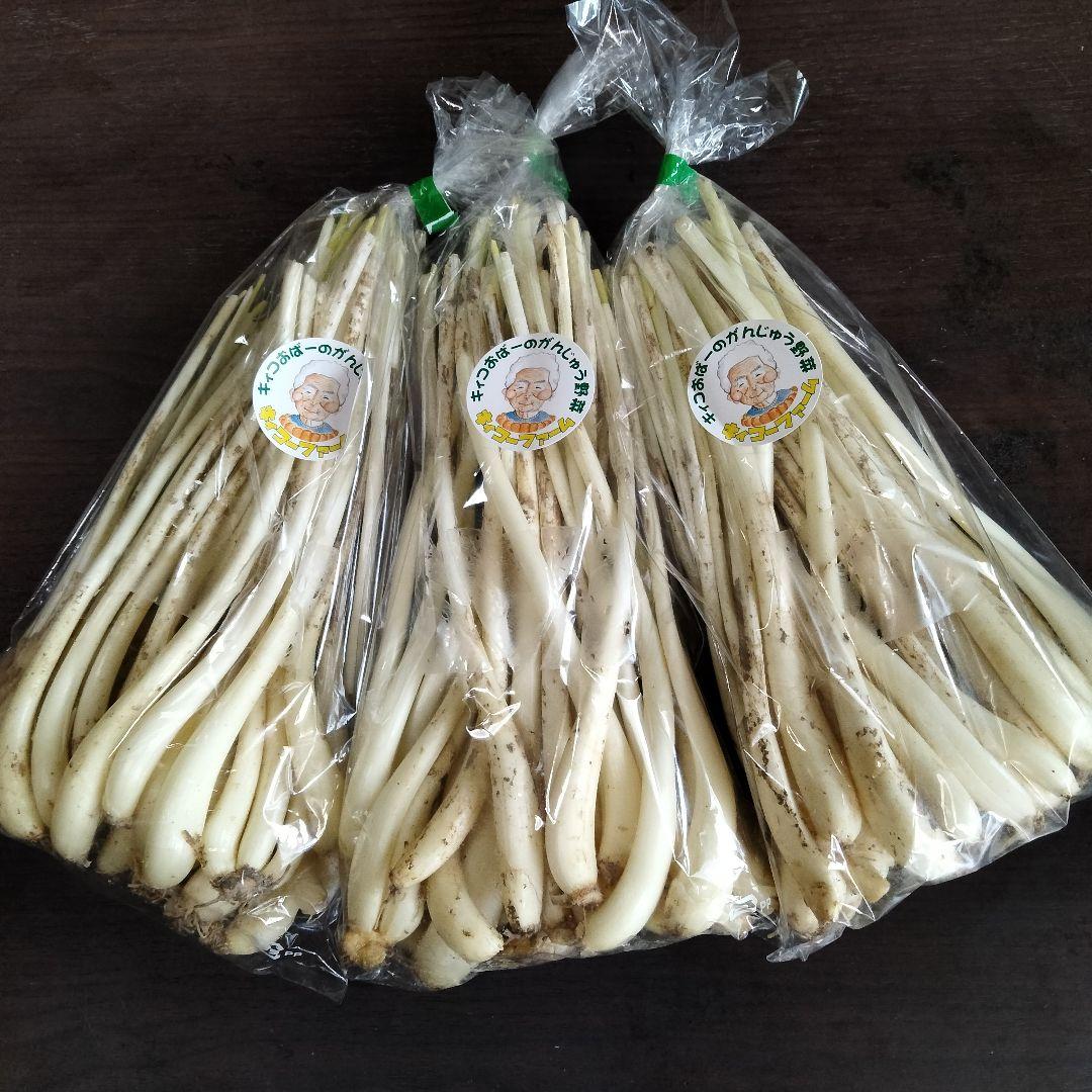 〈直売所コスパ最強〉沖縄県産Ｋおばーの島らっきょう 約８kg【常温便】③