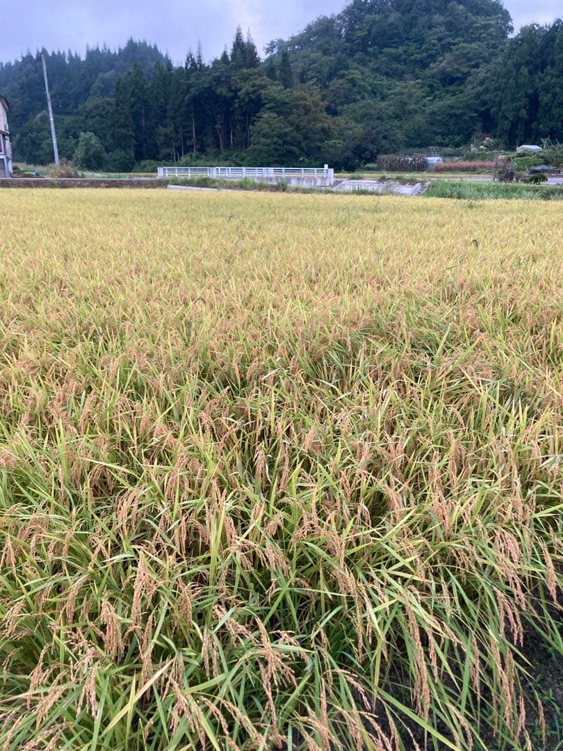 魚沼産コシヒカリ玄米10㌔