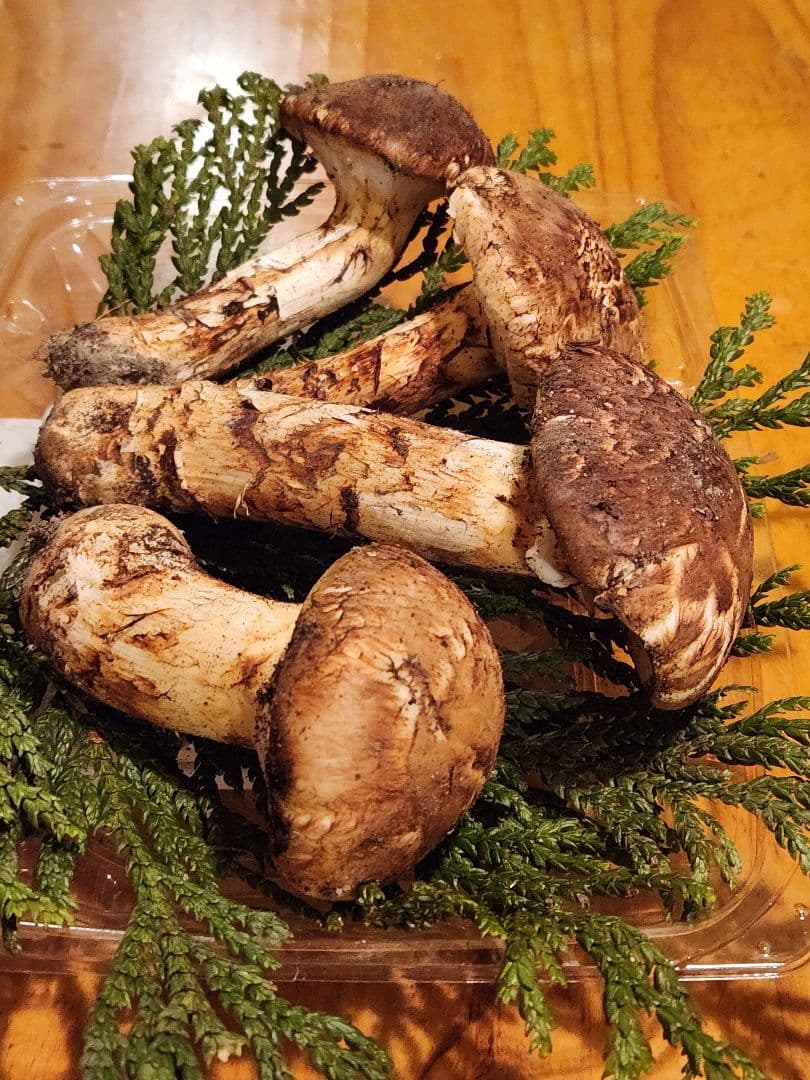 北海道産松茸　288g