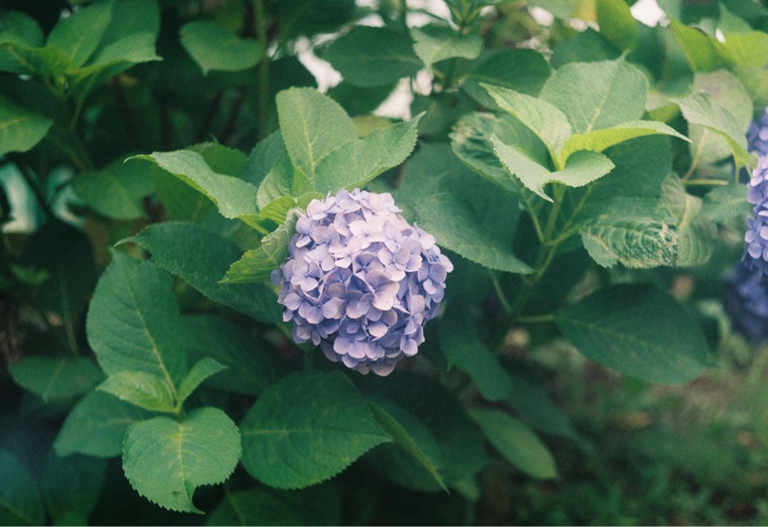 【完動品】Canon P フィルムカメラ