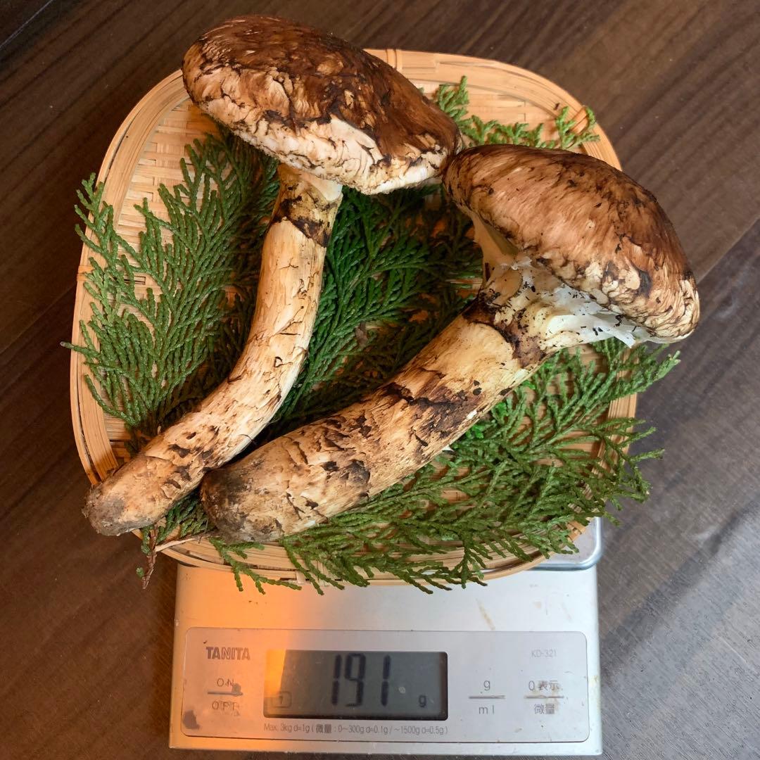 ⑤秀品【岩手県産天然松茸】収穫最終　国産本場　開き　採れたて　191g 綺麗です