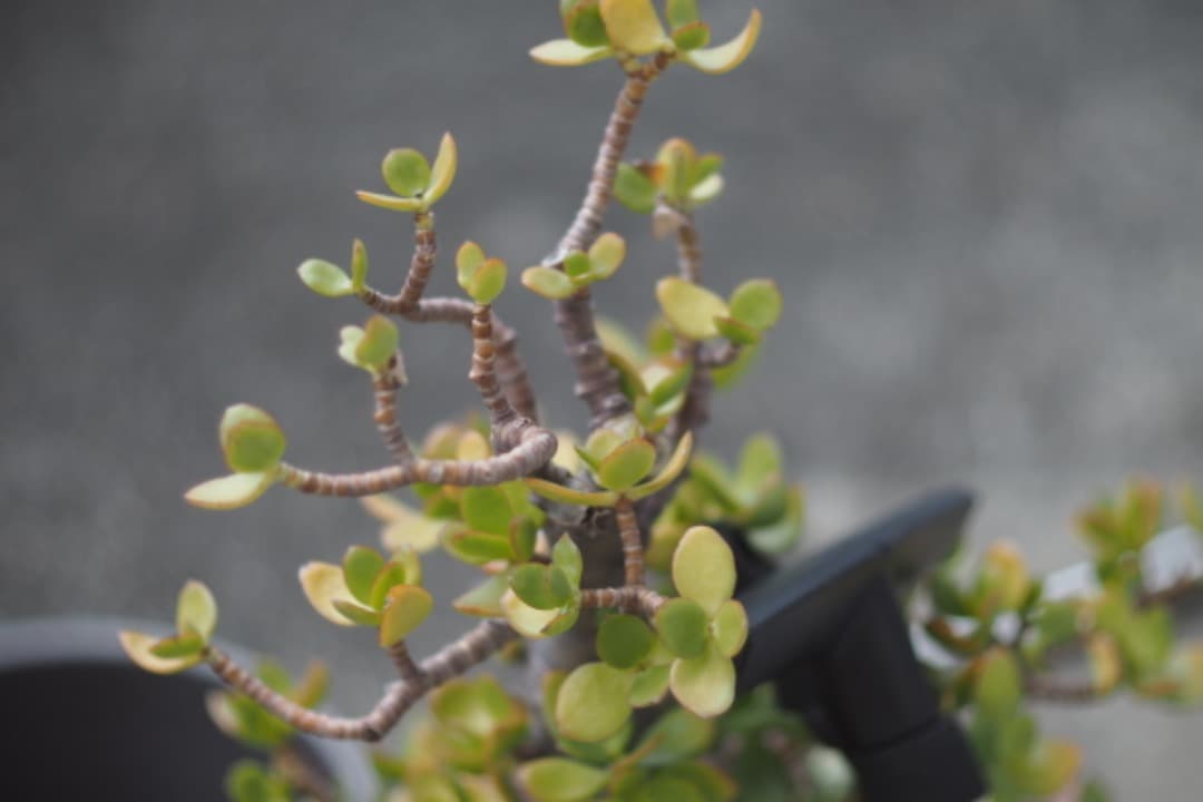 レア品　Fujinon ITV 50mm f1.4 　Cマウント　値下げ