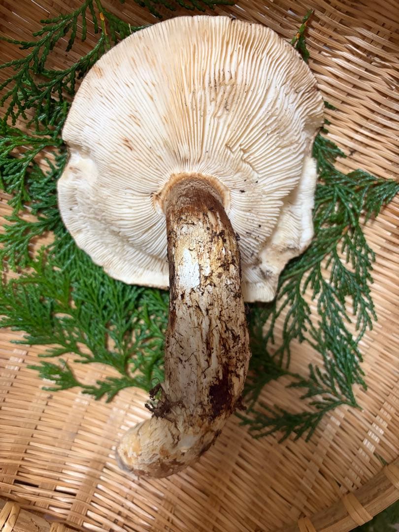 【特大】　国産松茸　　240g 徳島県産