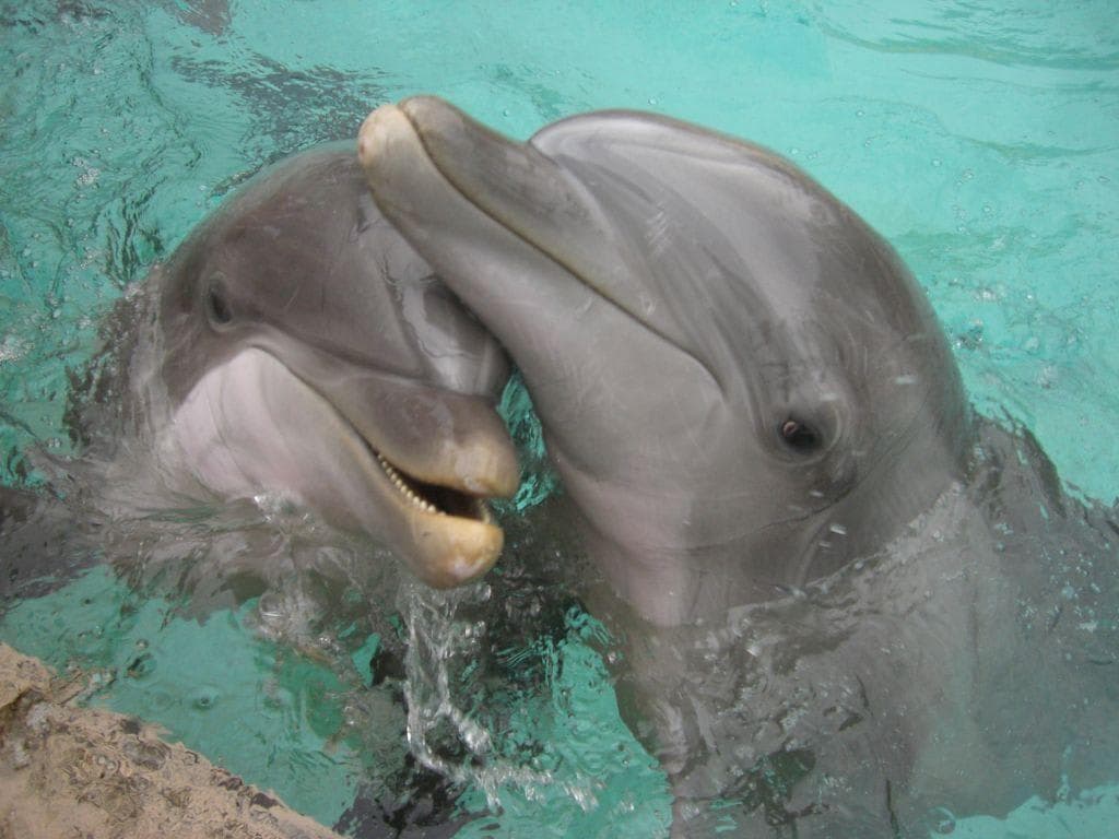 【専用】イルカ(デルフ)のペンダントとフラワーエッセンス　コルテPHI