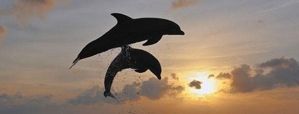 【専用】イルカ(デルフ)のペンダントとフラワーエッセンス　コルテPHI