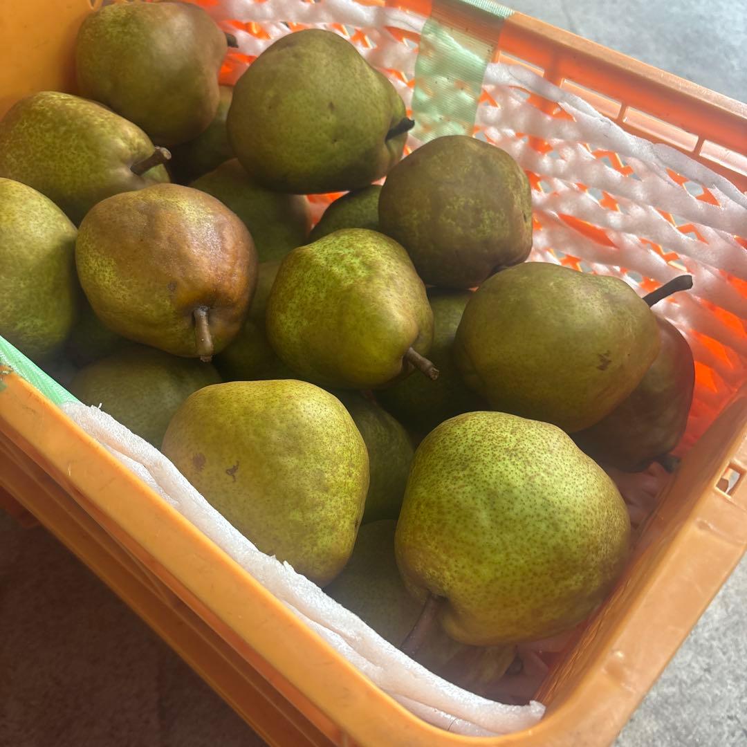 ロン　　ラフランス箱込み24kg