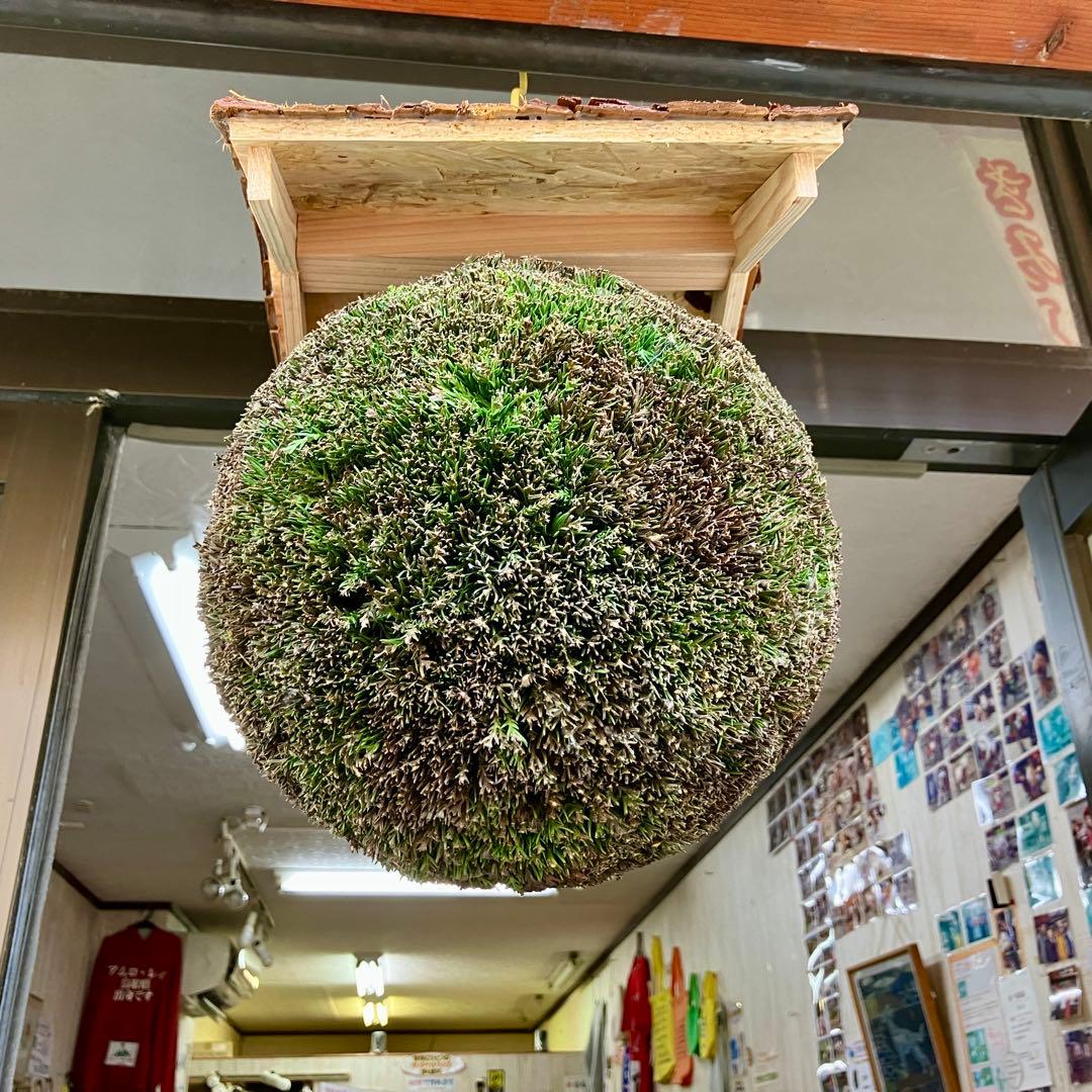 杉玉【屋根付き】②