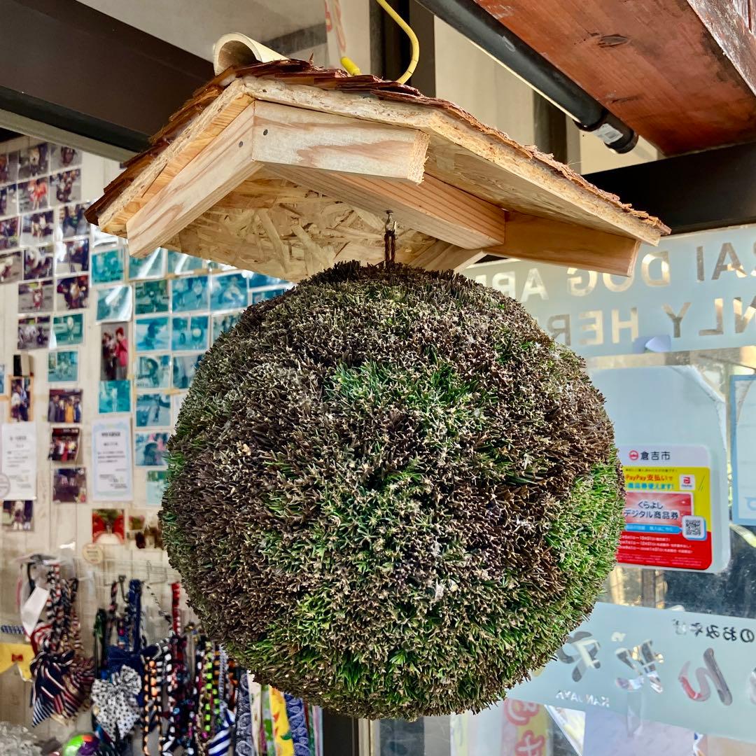 杉玉【屋根付き】②