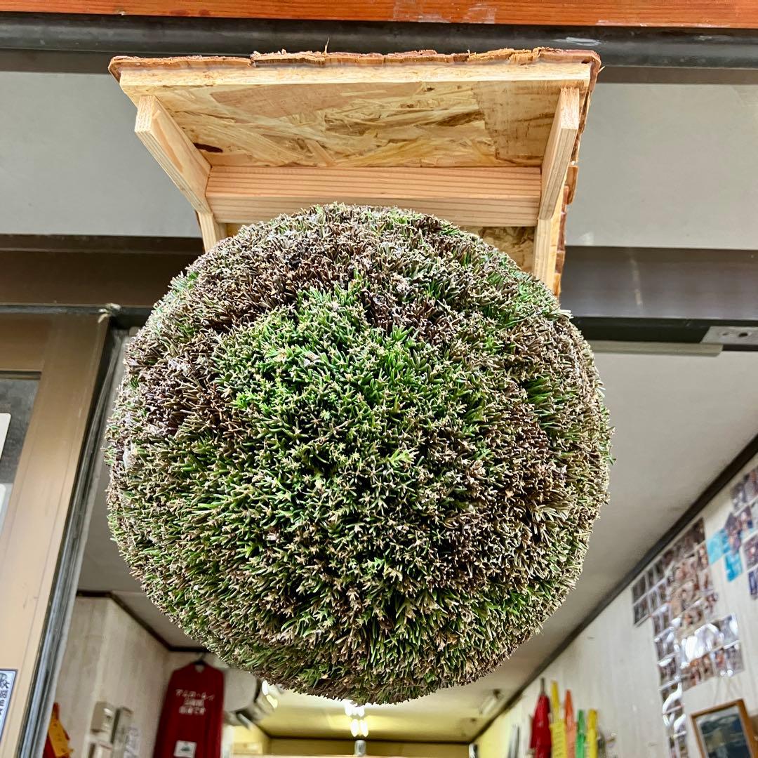 杉玉【屋根付き】②