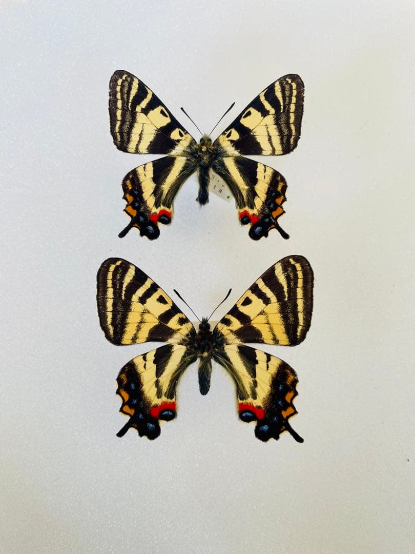 【異常型・ペア】ギフチョウ（福井県産）