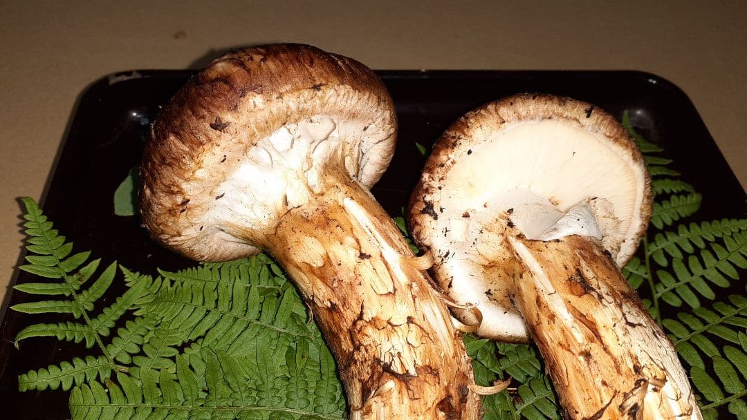 岩手県産松茸秀品 ❗最終値下げ❗ 10月17日午後取れ 送料込み