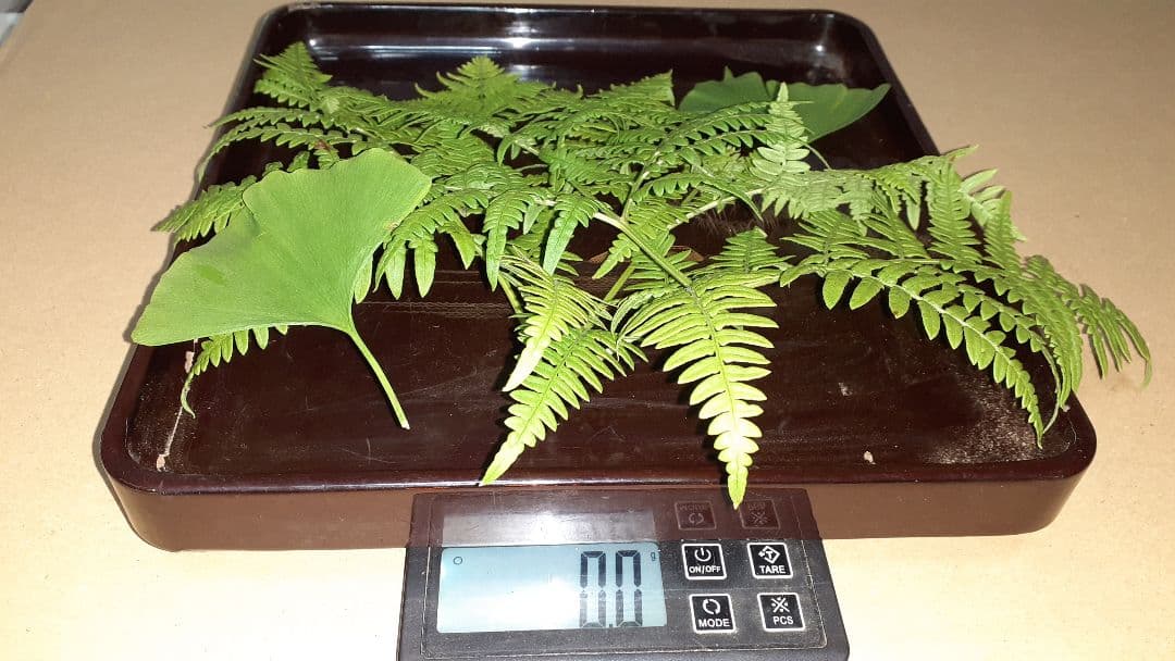 岩手県産松茸秀品 ❗最終値下げ❗ 10月17日午後取れ 送料込み