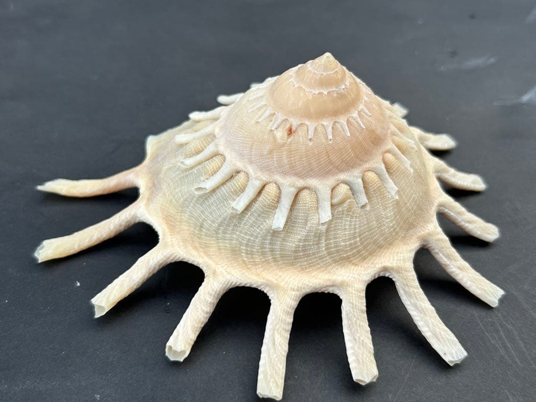 美品　貝殻標本　カジトリグルマ　特大　12.2cm