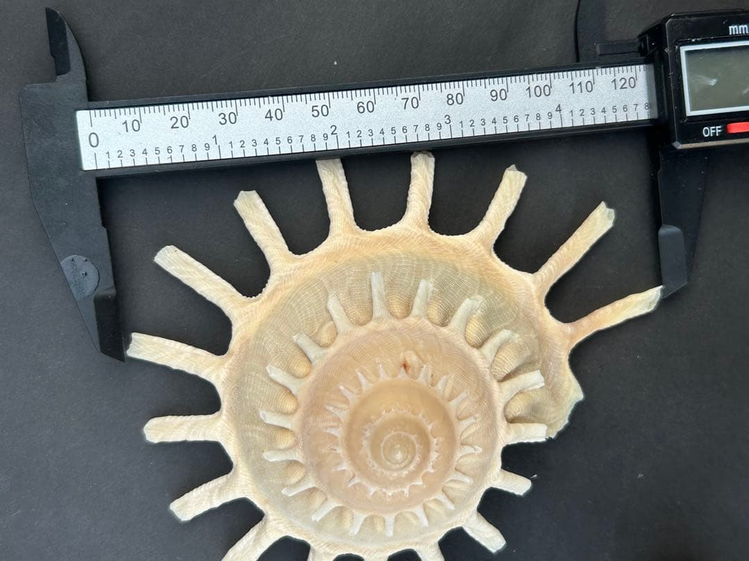 美品　貝殻標本　カジトリグルマ　特大　12.2cm