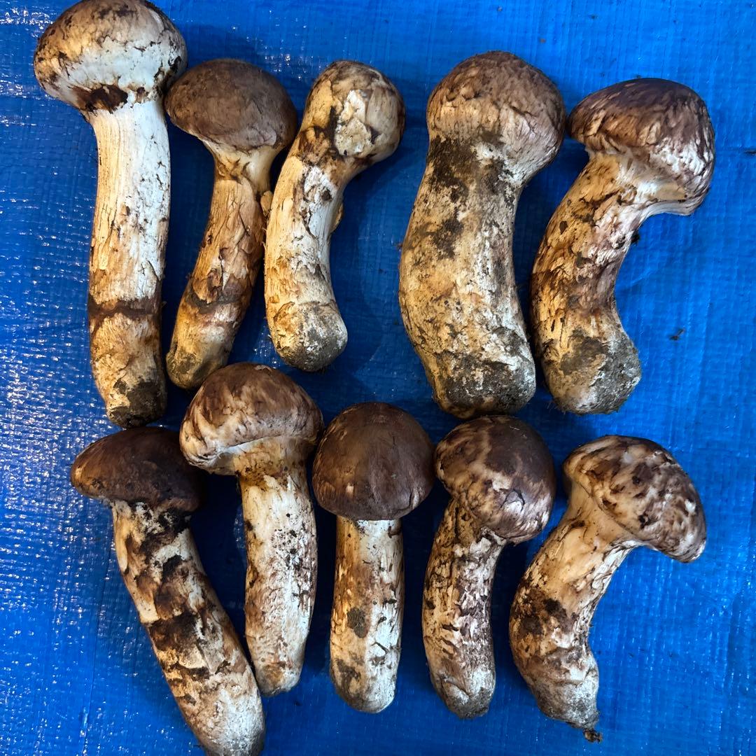 岩手県　宮古産　松茸