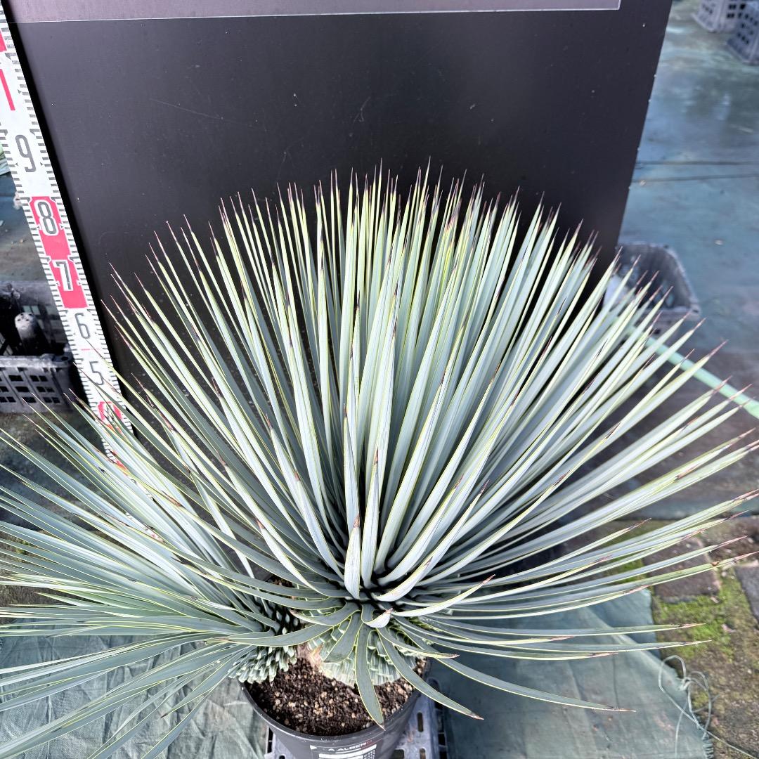 s*a様 【AL1115】ユッカ　ロストラータ　シルバーブルー個体　希少ダブルヘ