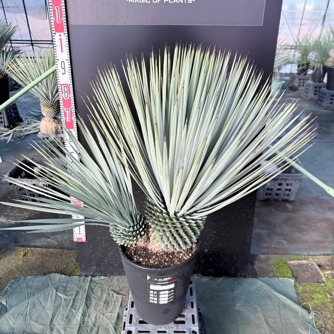 s*a様 【AL1115】ユッカ　ロストラータ　シルバーブルー個体　希少ダブルヘ