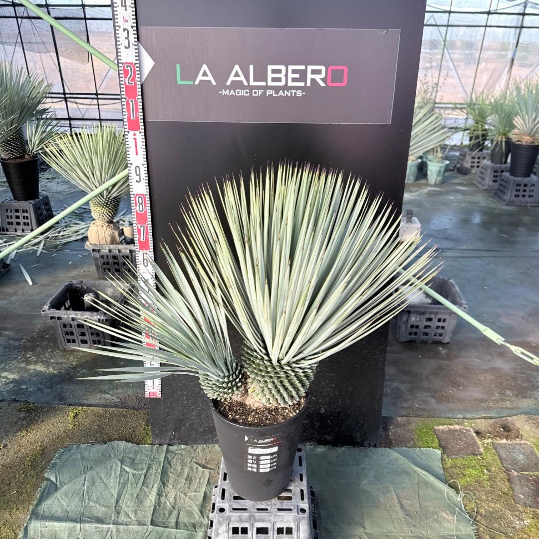 s*a様 【AL1115】ユッカ　ロストラータ　シルバーブルー個体　希少ダブルヘ