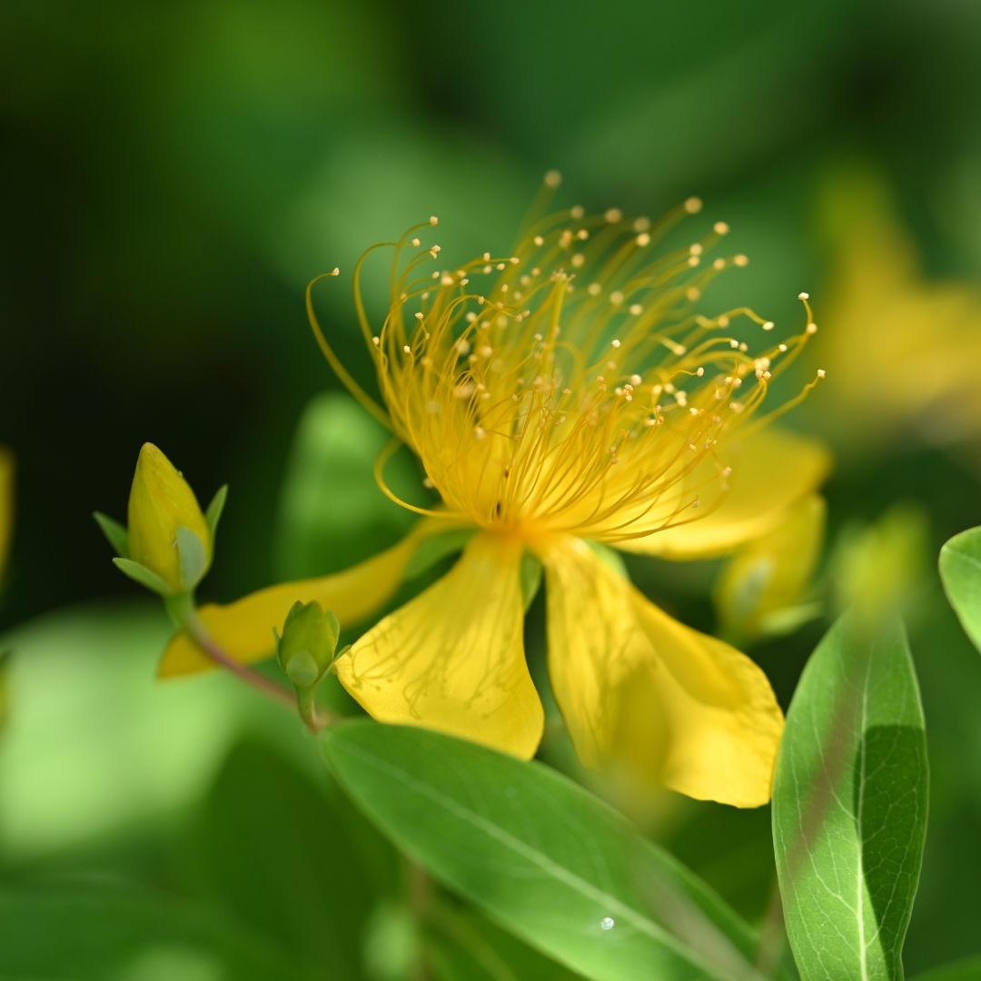 「T.R」タムロン SP 90/2.8 Di MACRO