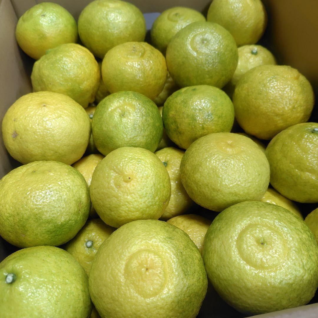 【ꕤ435】はるか『ご家庭用』熊本みかん（20kg）