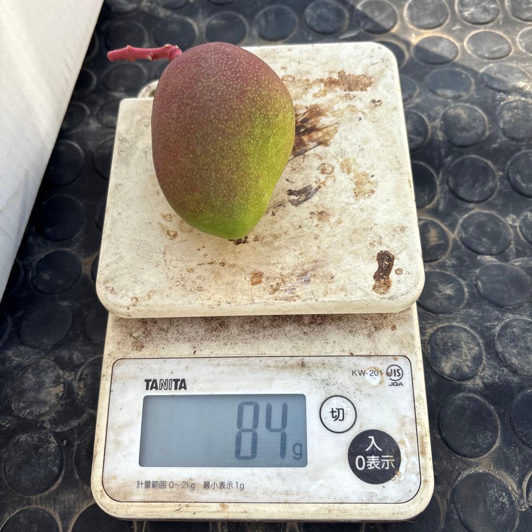 摘果マンゴー2/7❶