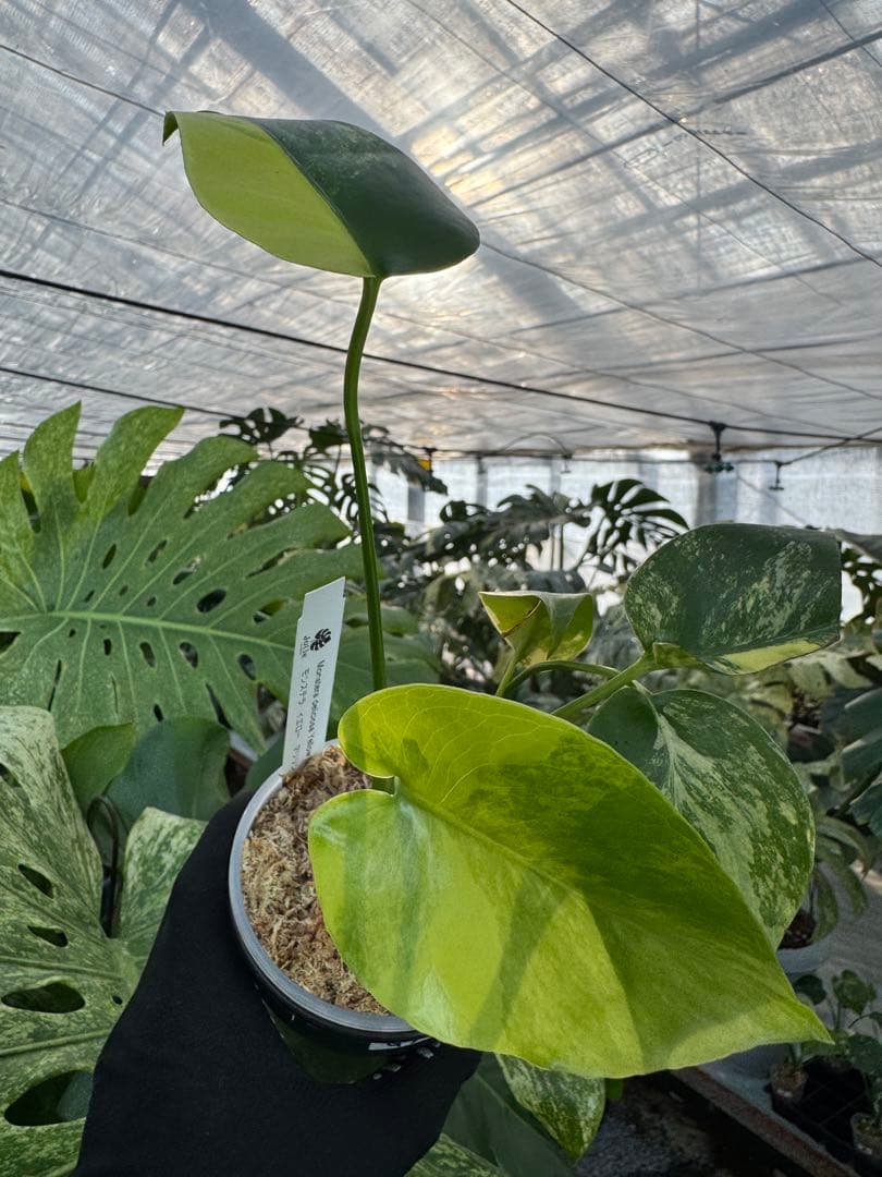 G5モンステラ　イエローマリリン　黄斑入り