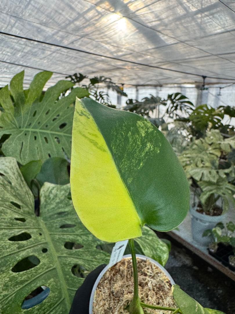 G5モンステラ　イエローマリリン　黄斑入り