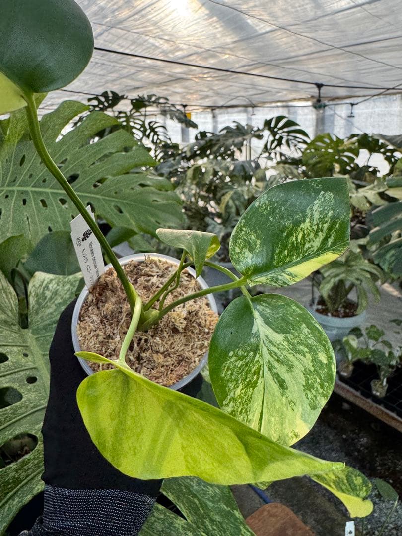 G5モンステラ　イエローマリリン　黄斑入り