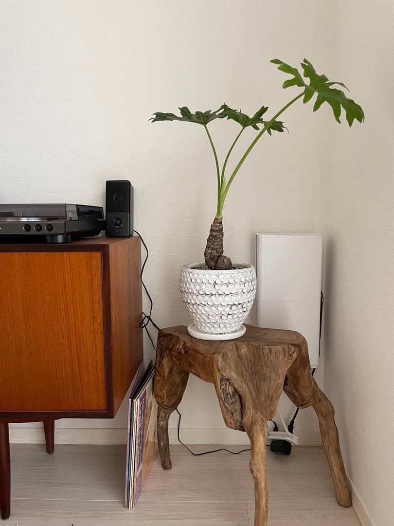 一点物 天然木 ウッドスツール 根っこ 椅子 花台 サイドテーブル チーク 古木