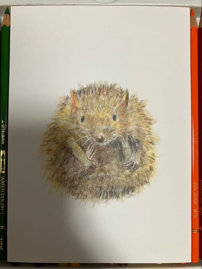 どんぐり　※他の方は購入できません