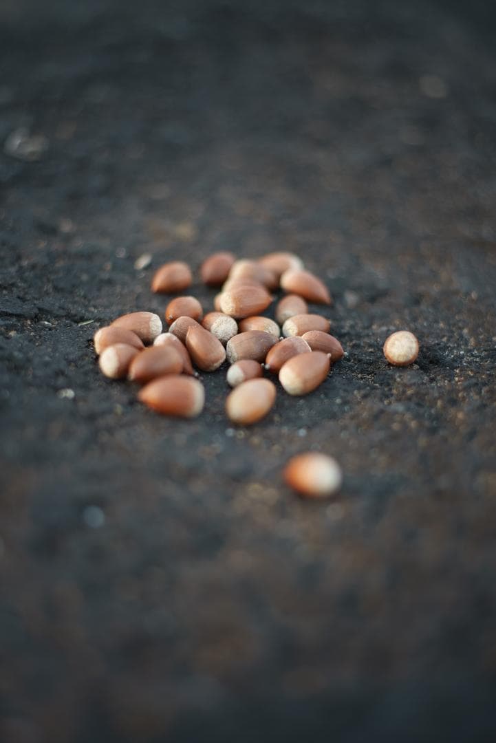 極美品！名玉の現行型！Leica Summicron 50mm F2 4th