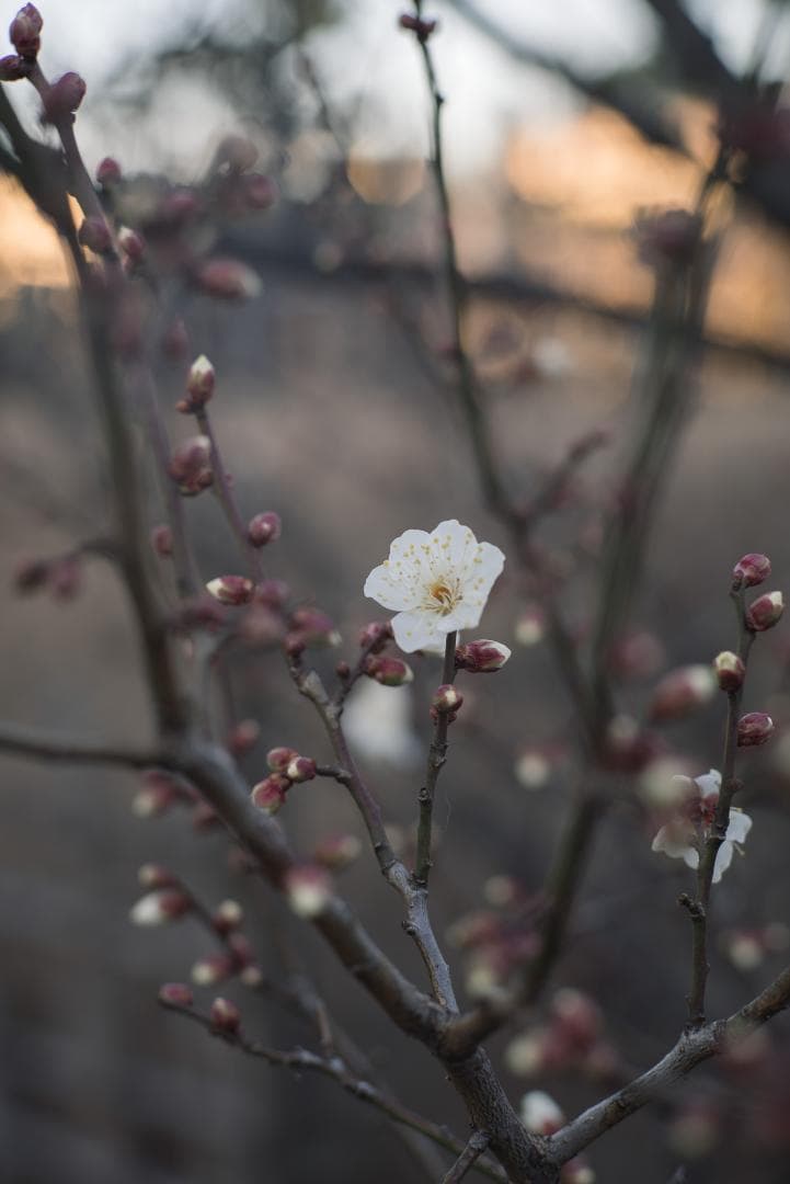 極美品！名玉の現行型！Leica Summicron 50mm F2 4th