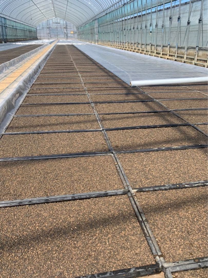 精米済み10キロ【農家直送！】新潟県産こしいぶき　特別栽培米　7年産　低温冷蔵