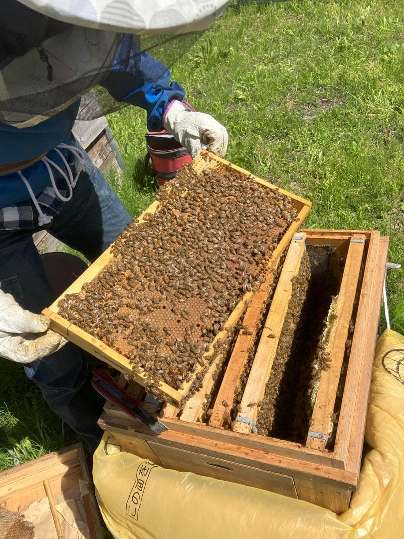 【そら】 国産蜂蜜 1000g アカシア蜜3本、栗蜜1本 はちみつ